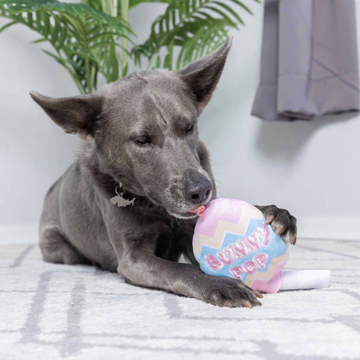 Bunny Pop
