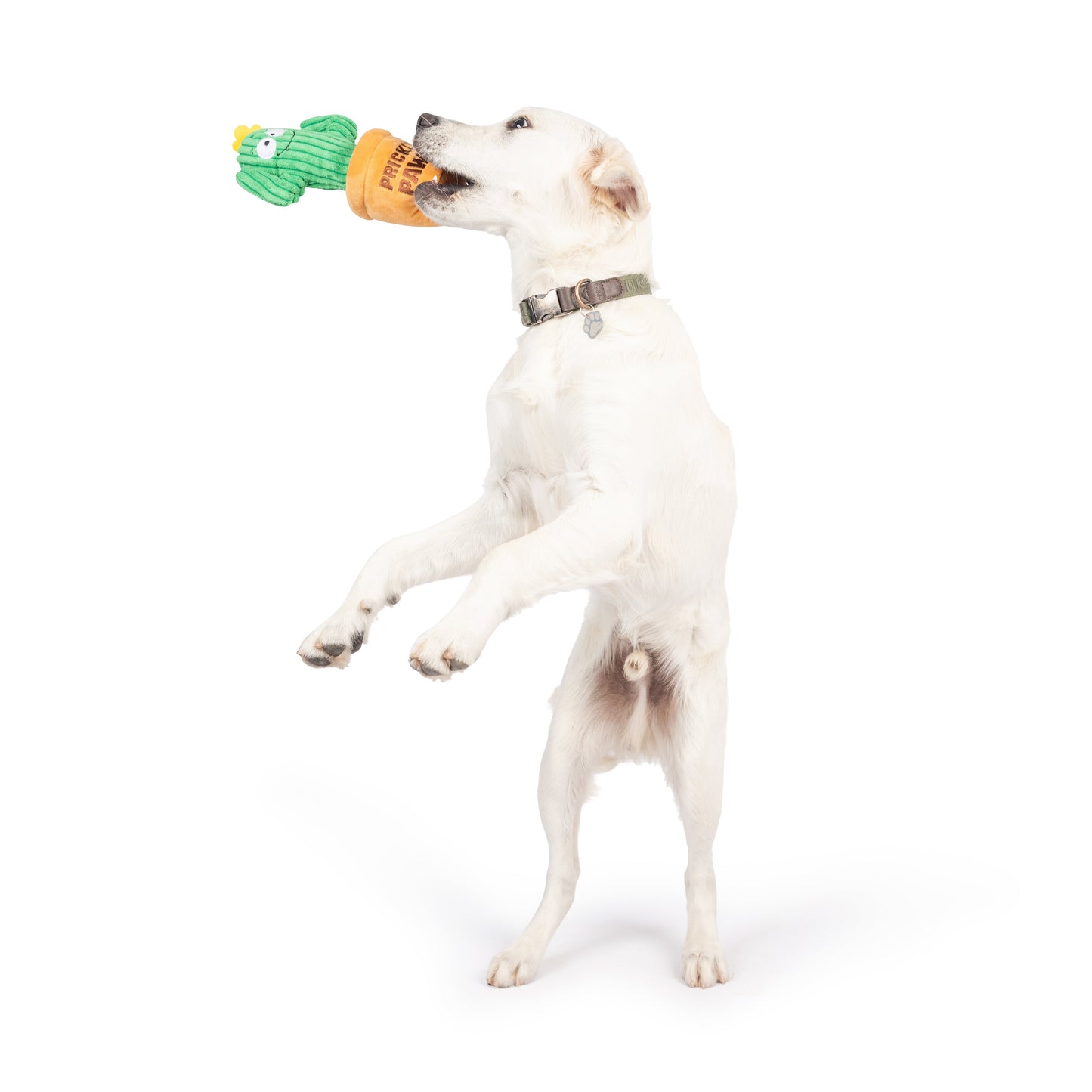 Seek 'n Treat Prickly Pawt Dog Toy