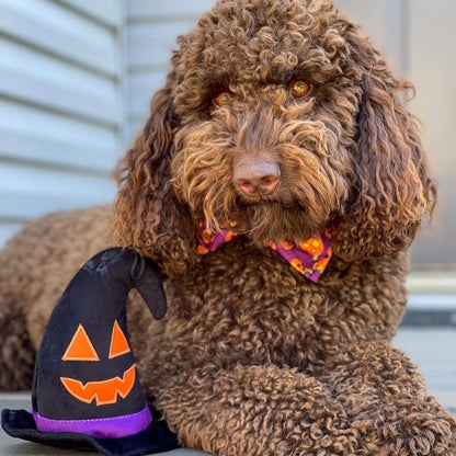 Witch Hat
